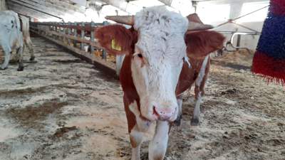 В секле СКО 12 коров заболели бруцеллезом
