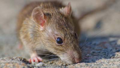 жители Актау столкнулись с нашествием крыс