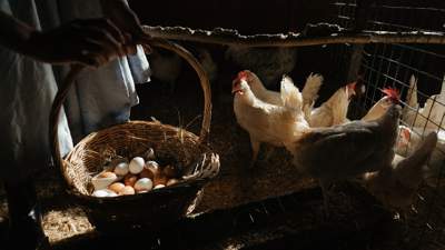 В Казахстане увеличат субсидии для яичных птицефабрик