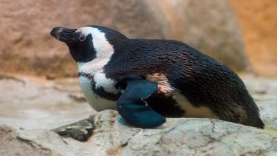 исчезновение очкового пингвина