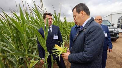 кукуруза, поле, сельское хозяйство