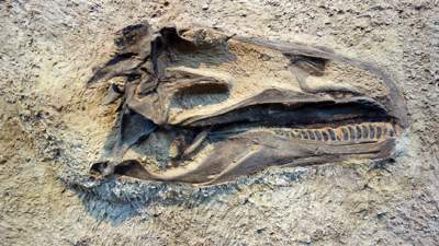 Португалия раскопки динозавр