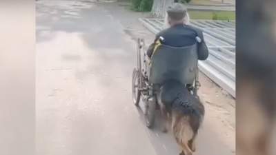 Таразский Хатико не бросил своего хозяина в беде