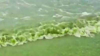 Черное море окрасилось в ядовито-зеленый цвет у берегов Анапы 
