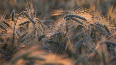 Казахстан пшеница экспорт