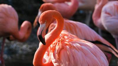 "Потрясающее зрелище": в Мангистау вернулись розовые фламинго