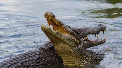 Десятки крокодилов вырвались на свободу из-за ливней на юге Китая 