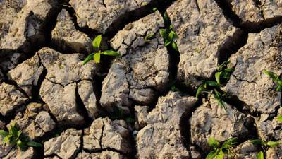"Все высохло": кызылординские фермеры бьют тревогу из-за дефицита воды