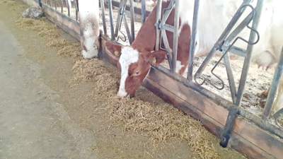 В селе Костанайской области коровые заболели бруцеллезом