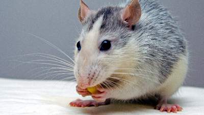Тараканы и крысы в многоэтажных домах – куда жаловаться алматинцам 
