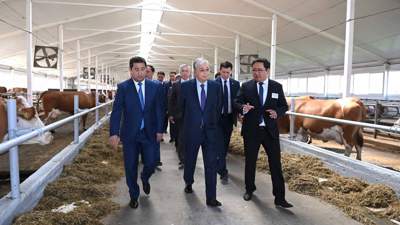 Президент «Қызылжар-Сүт» фермасын аралады
