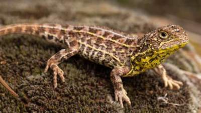 Дракона нашли: в Австралии обнаружили рептилию, считавшуюся давно вымершей 