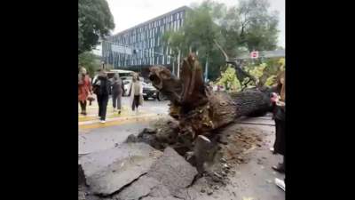 В Алматы на перекрестке рухнуло огромное дерево 