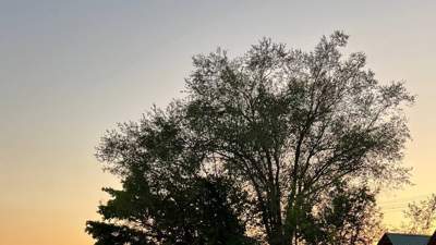 дерево, небо, закат