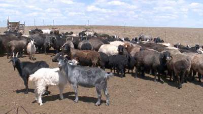В Казахстане введут квоты на вывоз коров и овец