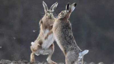 драка зайцев в Турции 