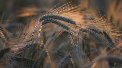 Казахстан планирует ввезти запрет на ввоз пшеницы автотранспортом