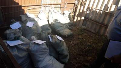 Более 600 кустов конопли выращивал житель Шымкента во дворе дома