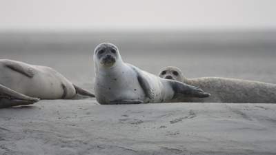 экология Мангистау причины гибель тюленей
