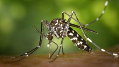 Опасные комары из Южной Азии заполонили Париж