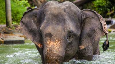 Слон убил хозяина в Таиланде