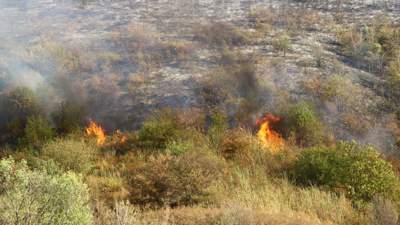 Пожар в Иле-Балхашском резервате потушили на четвертые сутки, фото - Новости Zakon.kz от 10.07.2023 14:24