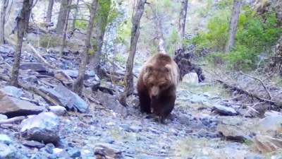 Медведь из Красной книги Казахстана попал в фотоловушку