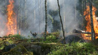Пожар около Степногорска локализован