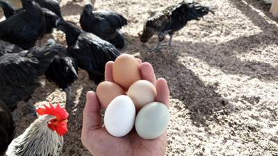 почему в Казахстане растут цены на яйца и мясо птицы