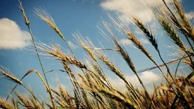 Казахстан, озимая пшеница, прогноз урожайности, Казгидромет