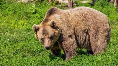 В Узбекистана медведь загрыз работника зоопарка