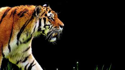 зоопарк Караганда видео ласковый тигр