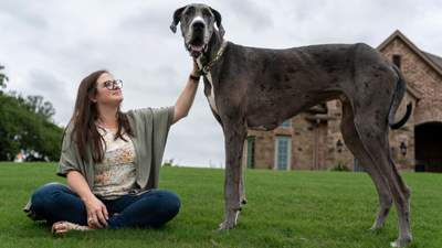 в США умерла самая высокая собака в мире