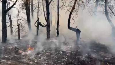 В Казахстане запретят рубить деревья и умирающих лесах
