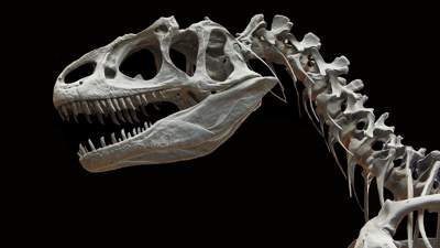 Впервые в Европе четырехметровый скелет тираннозавра продадут на аукционе