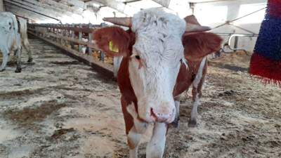 в Казахстане продлят запрет на вывоз маточного поголовья крупного м мелкого рогатого скота