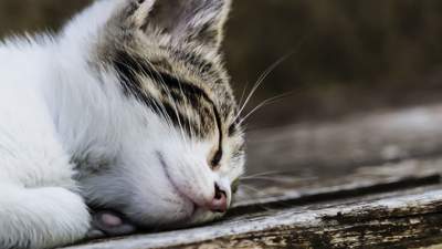 Бизнес на мертвых котиках: в столице продавали смертельно больных котят