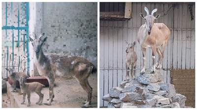 Семейство Таджикских винторогих козлов показали в зоопарке Шымкента