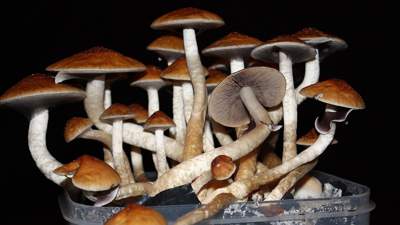 Галлюциногенные грибы начали использовать для психотерапии в США