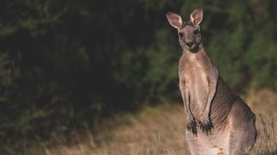 Растущая популяция кенгуру угрожает Австралии