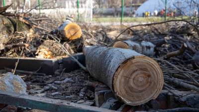 Сколько казахстанцы заплатят возмещения за повреждение или уничтожение деревьев и растений