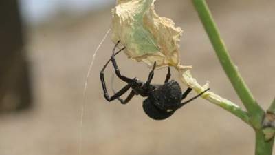 Ядовитые пауки расплодились в жилом доме Уральска 