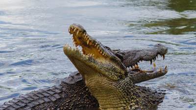 Побег крокодилов: в Китае продолжают искать сбежавших во время наводнений рептилий 