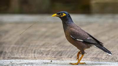 увеличенная популяция майны вытесняет местных птиц
