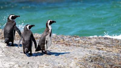 Тысячи погибших пингвинов выбросило на берег Уругвая , фото - Новости Zakon.kz от 23.07.2023 03:20