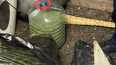 В Карагандинской области у пожилого сельчанина изъяли более 7 тысяч кустов конопли, фото - Новости Zakon.kz от 01.07.2023 03:06