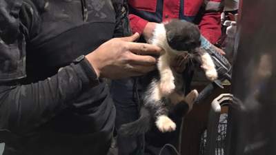 Сотрудники ЧС Усть-Каменогорска спасли котенка из шахты