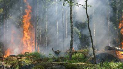300 человек борются с огнем в лесах Абайской области 