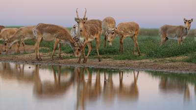 Сайгаки уничтожают посевы в Акмолинской области