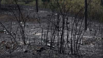 Более ста человек тушат пожар на вершине горы в Жамбылской области